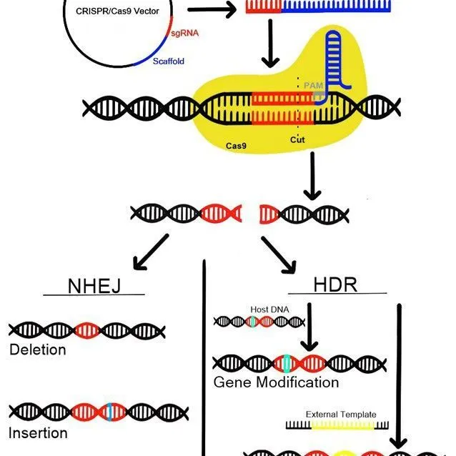 thumbnail for publication: Current Status of Research, Regulations, and Future Challenges for CRISPR Gene Editing in Crop Improvement